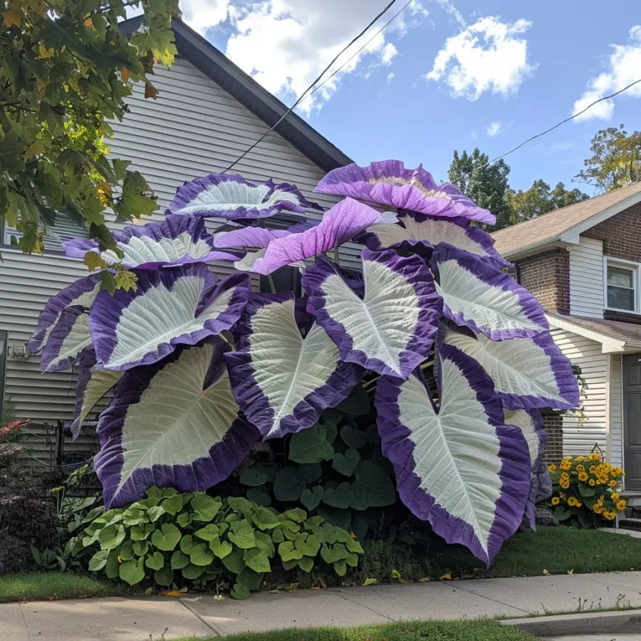 Giant Caladium Seeds – 500 Colorful Garden Seeds