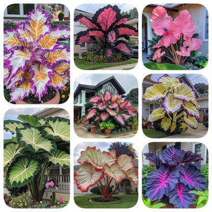 Giant Caladium Seeds – 500 Colorful Garden Seeds