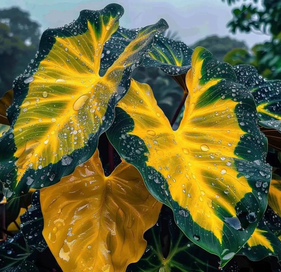 Giant Caladium Seeds – 500 Colorful Garden Seeds