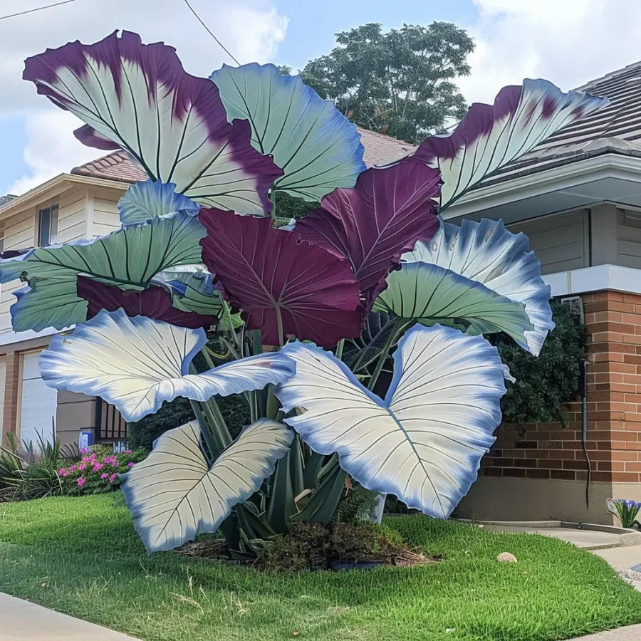 Giant Caladium Seeds – 500 Colorful Garden Seeds