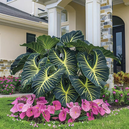 Giant Caladium Seeds – 500 Colorful Garden Seeds