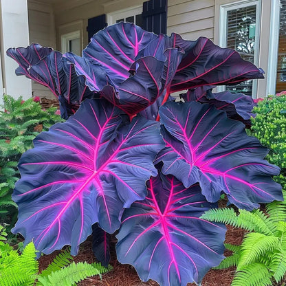 Giant Caladium Seeds – 500 Colorful Garden Seeds