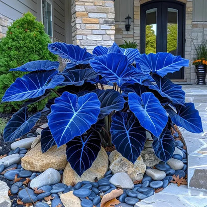 Giant Caladium Seeds – 500 Colorful Garden Seeds