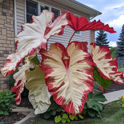 Giant Caladium Seeds – 500 Colorful Garden Seeds