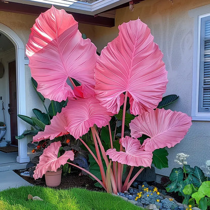 Giant Caladium Seeds – 500 Colorful Garden Seeds
