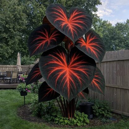 Giant Caladium Seeds – 500 Colorful Garden Seeds