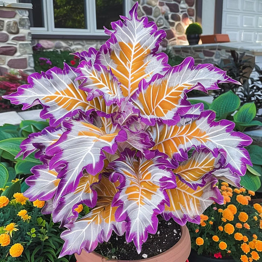 Giant Caladium Seeds – 500 Colorful Garden Seeds