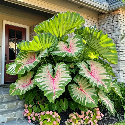 Giant Caladium Seeds – 500 Colorful Garden Seeds