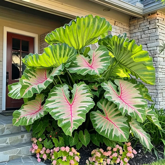 Giant Caladium Seeds – 500 Colorful Garden Seeds
