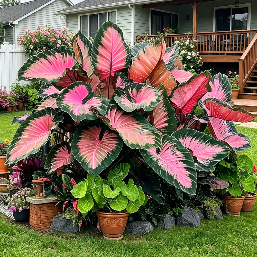 Giant Caladium Seeds – 500 Colorful Garden Seeds