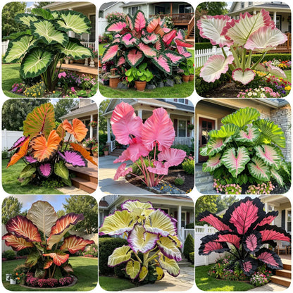 Giant Caladium Seeds – 500 Colorful Garden Seeds