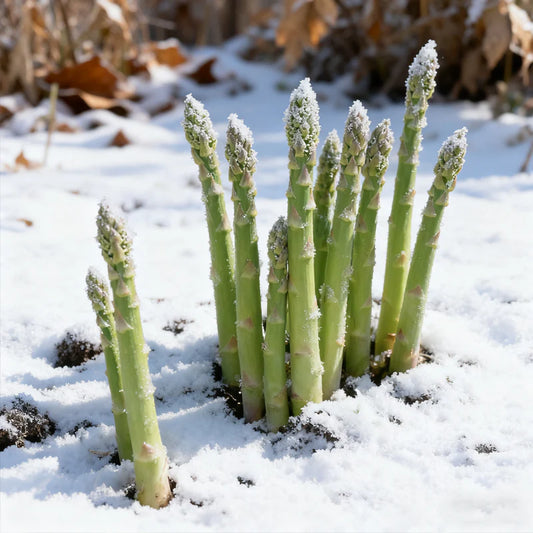 🌱 Premium Asparagus Seeds – Grow Fresh Harvests at Home | Pack of 500