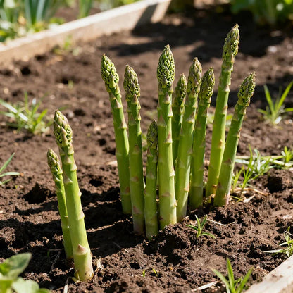 🌱 Premium Asparagus Seeds – Grow Fresh Harvests at Home | Pack of 500