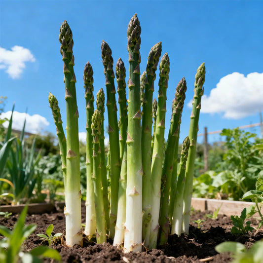 🌱 Premium Asparagus Seeds – Grow Fresh Harvests at Home | Pack of 500