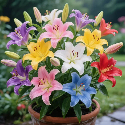 💐 Perfume Lily Bulbs – Limited Edition Garden Beauty | Order Before Stock Runs Out!